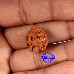 2 Mukhi Rudraksha from Nepal - Bead No. 164