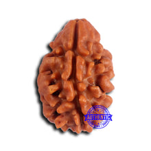 Load image into Gallery viewer, 2 Mukhi Rudraksha from Nepal - Bead No. 164

