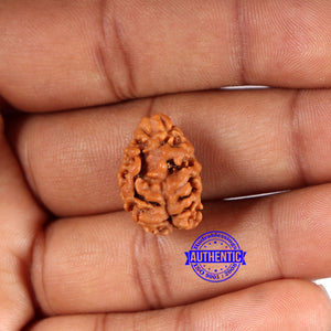 2 Mukhi Rudraksha from Nepal - Bead No. 165