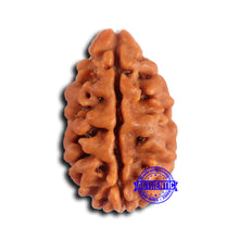Load image into Gallery viewer, 2 Mukhi Rudraksha from Nepal - Bead No. 165
