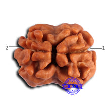 Load image into Gallery viewer, 2 Mukhi Rudraksha from Nepal - Bead No. 166
