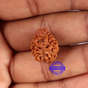 2 Mukhi Rudraksha from Nepal - Bead No. 166