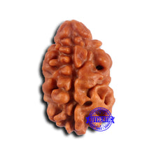 Load image into Gallery viewer, 2 Mukhi Rudraksha from Nepal - Bead No. 166
