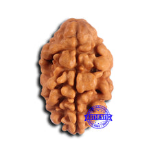 Load image into Gallery viewer, 2 Mukhi Rudraksha from Nepal - Bead No. 167
