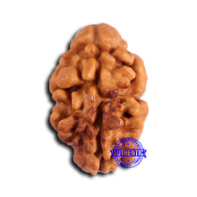 Load image into Gallery viewer, 2 Mukhi Rudraksha from Nepal - Bead No. 167
