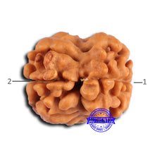 Load image into Gallery viewer, 2 Mukhi Rudraksha from Nepal - Bead No. 168
