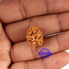 Load image into Gallery viewer, 2 Mukhi Rudraksha from Nepal - Bead No. 168
