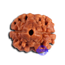 Load image into Gallery viewer, 2 Mukhi Rudraksha from Nepal - Bead No. 169
