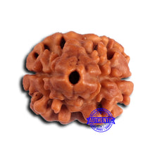 Load image into Gallery viewer, 2 Mukhi Rudraksha from Nepal - Bead No. 169