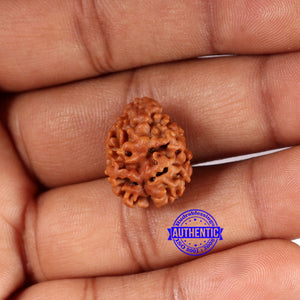 2 Mukhi Rudraksha from Nepal - Bead No. 169