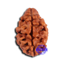 Load image into Gallery viewer, 2 Mukhi Rudraksha from Nepal - Bead No. 169
