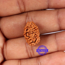 Load image into Gallery viewer, 2 Mukhi Rudraksha from Nepal - Bead No. 170

