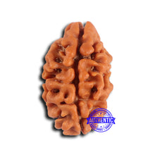Load image into Gallery viewer, 2 Mukhi Rudraksha from Nepal - Bead No. 170
