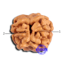 Load image into Gallery viewer, 2 Mukhi Rudraksha from Nepal - Bead No. 171