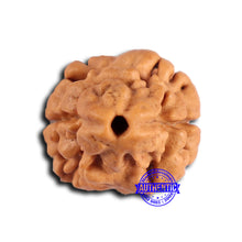 Load image into Gallery viewer, 2 Mukhi Rudraksha from Nepal - Bead No. 171
