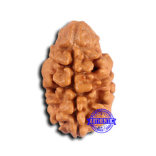 Load image into Gallery viewer, 2 Mukhi Rudraksha from Nepal - Bead No. 171
