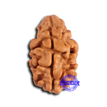 Load image into Gallery viewer, 2 Mukhi Rudraksha from Nepal - Bead No. 171