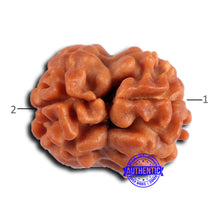 Load image into Gallery viewer, 2 Mukhi Rudraksha from Nepal - Bead No. 172
