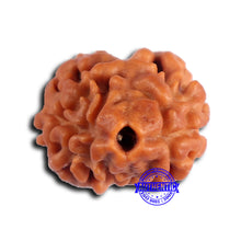 Load image into Gallery viewer, 2 Mukhi Rudraksha from Nepal - Bead No. 172