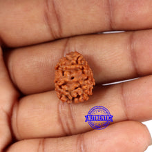 Load image into Gallery viewer, 2 Mukhi Rudraksha from Nepal - Bead No. 172