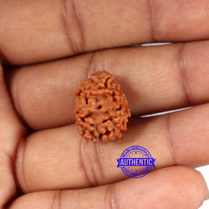 2 Mukhi Rudraksha from Nepal - Bead No. 172