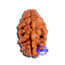 Load image into Gallery viewer, 2 Mukhi Rudraksha from Nepal - Bead No. 172