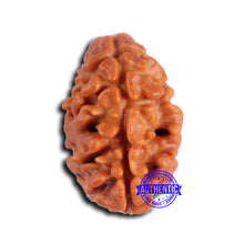 Load image into Gallery viewer, 2 Mukhi Rudraksha from Nepal - Bead No. 172
