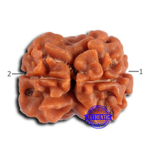 Load image into Gallery viewer, 2 Mukhi Rudraksha from Nepal - Bead No. 173