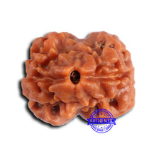 Load image into Gallery viewer, 2 Mukhi Rudraksha from Nepal - Bead No. 173