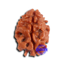 Load image into Gallery viewer, 2 Mukhi Rudraksha from Nepal - Bead No. 173