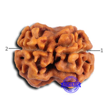 Load image into Gallery viewer, 2 Mukhi Rudraksha from Nepal - Bead No. 174
