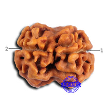 Load image into Gallery viewer, 2 Mukhi Rudraksha from Nepal - Bead No. 174