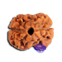 Load image into Gallery viewer, 2 Mukhi Rudraksha from Nepal - Bead No. 174