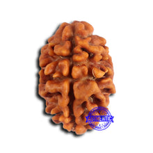 Load image into Gallery viewer, 2 Mukhi Rudraksha from Nepal - Bead No. 174
