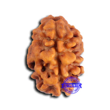 Load image into Gallery viewer, 2 Mukhi Rudraksha from Nepal - Bead No. 174
