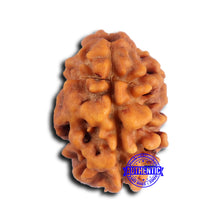 Load image into Gallery viewer, 2 Mukhi Rudraksha from Nepal - Bead No. 174