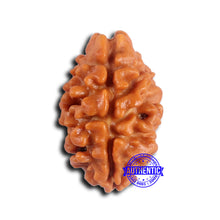 Load image into Gallery viewer, 2 Mukhi Rudraksha from Nepal - Bead No. 175
