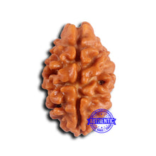 Load image into Gallery viewer, 2 Mukhi Rudraksha from Nepal - Bead No. 175