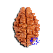 Load image into Gallery viewer, 2 Mukhi Rudraksha from Nepal - Bead No. 175
