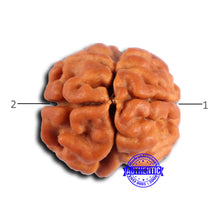 Load image into Gallery viewer, 2 Mukhi Rudraksha from Nepal - Bead No. 176