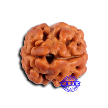 Load image into Gallery viewer, 2 Mukhi Rudraksha from Nepal - Bead No. 176