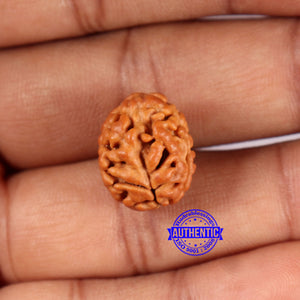 2 Mukhi Rudraksha from Nepal - Bead No. 176