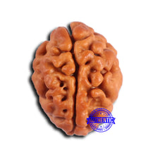 Load image into Gallery viewer, 2 Mukhi Rudraksha from Nepal - Bead No. 176