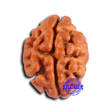 Load image into Gallery viewer, 2 Mukhi Rudraksha from Nepal - Bead No. 176
