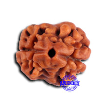 Load image into Gallery viewer, 2 Mukhi Rudraksha from Nepal - Bead No. 177