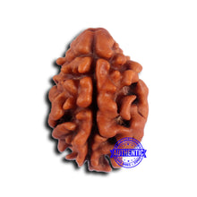 Load image into Gallery viewer, 2 Mukhi Rudraksha from Nepal - Bead No. 177