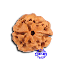 Load image into Gallery viewer, 2 Mukhi Rudraksha from Nepal - Bead No. 180