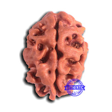 Load image into Gallery viewer, 2 Mukhi Rudraksha from Nepal - Bead No. 145
