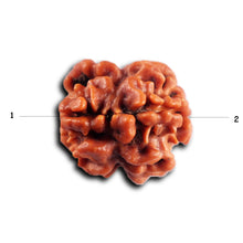 Load image into Gallery viewer, 2 Mukhi Rudraksha from Nepal - Bead No. 186