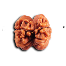 Load image into Gallery viewer, 2 Mukhi Rudraksha from Nepal - Bead No. 187